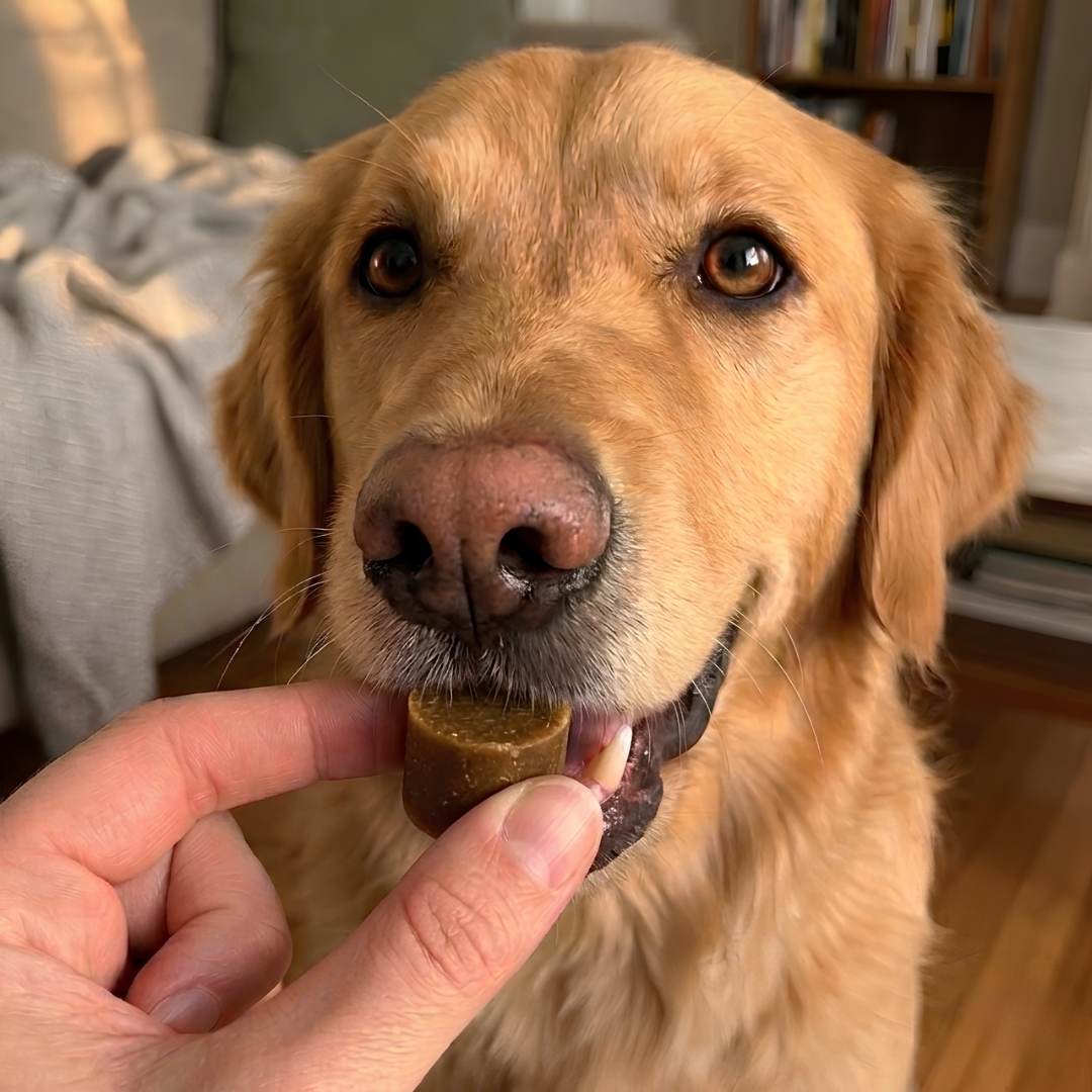 PRACTS Dog Allergy & Immune Supplements-SE